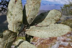 Quercus clivicola
