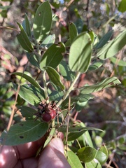 Arctostaphylos tomentosa hebeclada