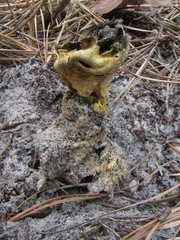 Scleroderma meridionale