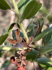Arctostaphylos tomentosa hebeclada