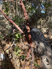 Arctostaphylos tomentosa hebeclada