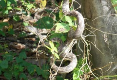 Corallus ruschenbergerii