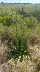 Eryngium serra