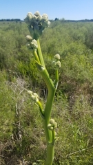 Eryngium serra