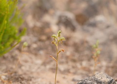 Pterostylis aciculiformis