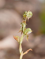 Pterostylis aciculiformis