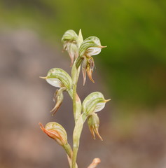 Pterostylis aciculiformis
