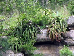 Aloe vanbalenii