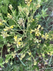 Pearsonia cajanifolia