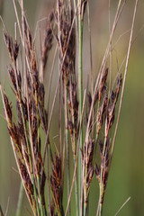 Schoenus cuspidatus