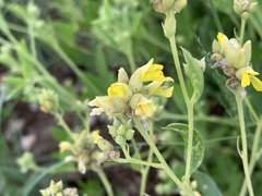 Pearsonia cajanifolia
