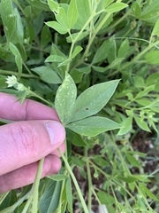 Pearsonia cajanifolia