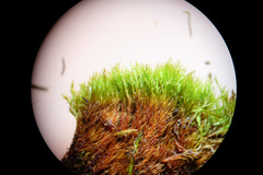 Flexitrichum flexicaule