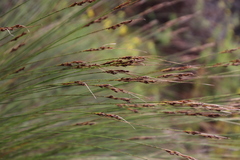 Schoenus cuspidatus