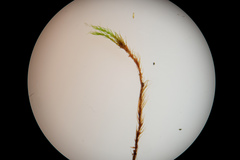 Flexitrichum flexicaule