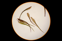 Flexitrichum flexicaule