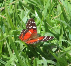 Anartia amathea