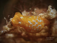 Lamprohaminoea evelinae