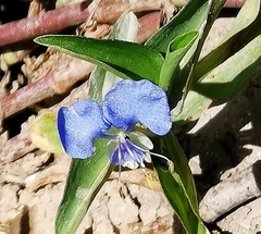 Commelina diffusa diffusa