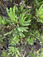 Senecio barbertonicus