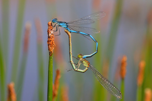 Goblet-marked Damselfly