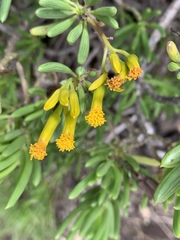 Senecio barbertonicus