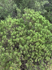 Senecio barbertonicus