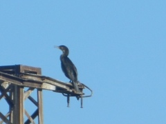 Phalacrocorax carbo