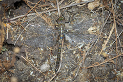 Rhionaeschna diffinis