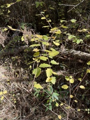 Holodiscus discolor discolor