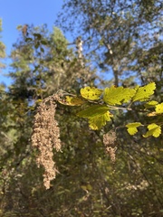 Holodiscus discolor discolor