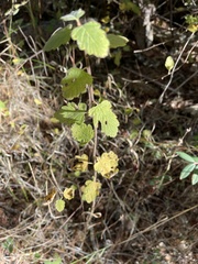 Holodiscus discolor discolor