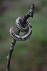 Pachyiulus krivolutskyi