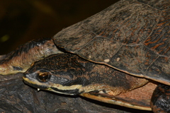 Phrynops williamsi