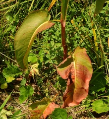 Rumex densiflorus