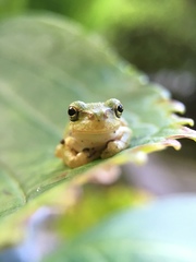 Hyla japonica