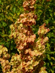 Rumex densiflorus