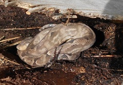 Corallus ruschenbergerii