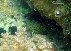 Epinephelus adscensionis