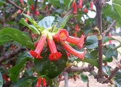 Iochroma fuchsioides