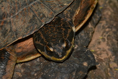 Phrynops williamsi