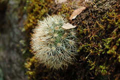 Mammillaria densispina