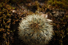 Mammillaria densispina