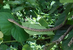 Corallus ruschenbergerii