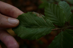 Stigmella hemargyrella