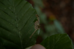 Stigmella hemargyrella