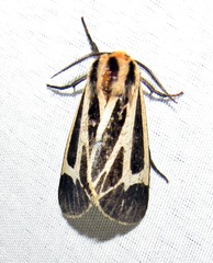 Apantesis carlotta