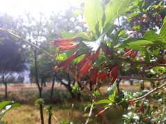 Iochroma fuchsioides