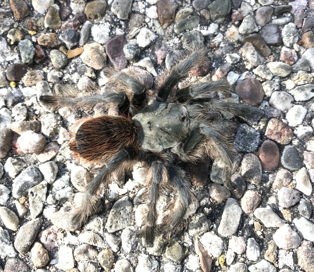 Madera Canyon Tarantula from Coronado National Forest, Sonoita, AZ, US ...