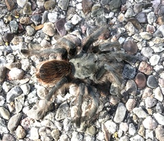Aphonopelma madera